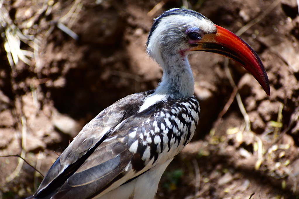 Buffalo Springs Nat. Reserve